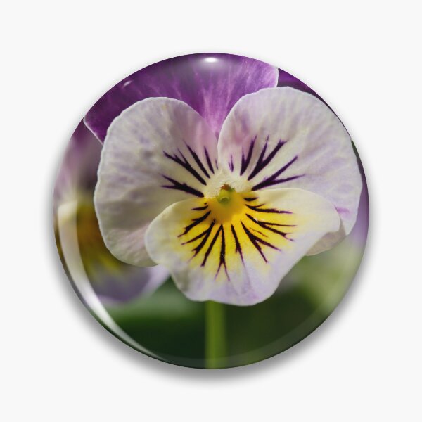 Item preview, Pansy from the garden designed and sold by Jouko Lehto Photography.