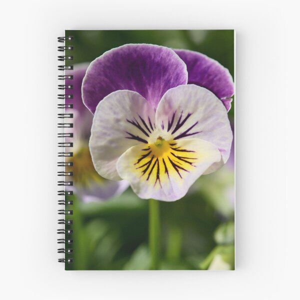 Item preview, Pansy from the garden designed and sold by Jouko Lehto Photography.