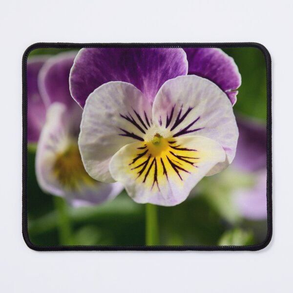 Item preview, Pansy from the garden designed and sold by Jouko Lehto Photography.