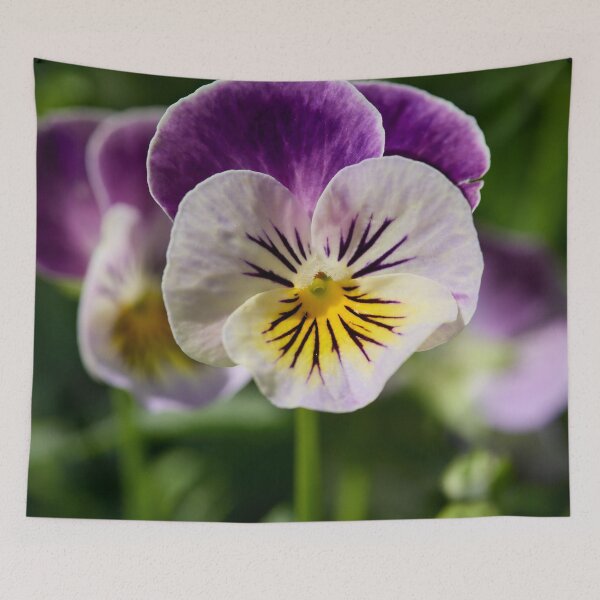Item preview, Pansy from the garden designed and sold by Jouko Lehto Photography.