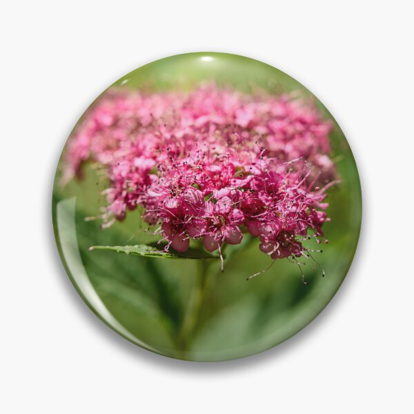 Artikelvorschau, Rosa. Dichtblühende Spirea entworfen und verkauft von Jouko Lehto Photography.