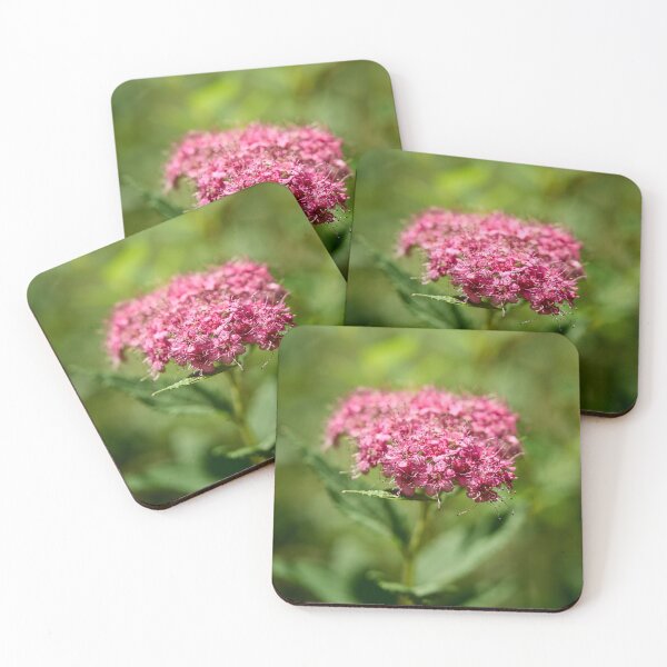 Item preview, Rosa. Dense-flowered Spirea designed and sold by Jouko Lehto Photography.
