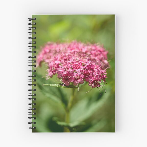 Item preview, Rosa. Dense-flowered Spirea designed and sold by Jouko Lehto Photography.