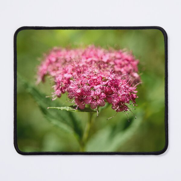 Item preview, Rosa. Dense-flowered Spirea designed and sold by Jouko Lehto Photography.