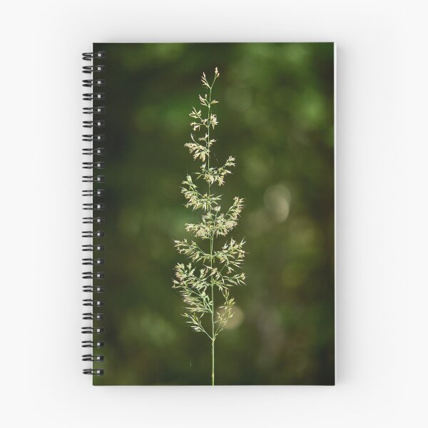 Item preview, Hay in light designed and sold by Jouko Lehto Photography.