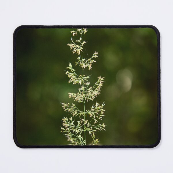 Item preview, Hay in light designed and sold by Jouko Lehto Photography.
