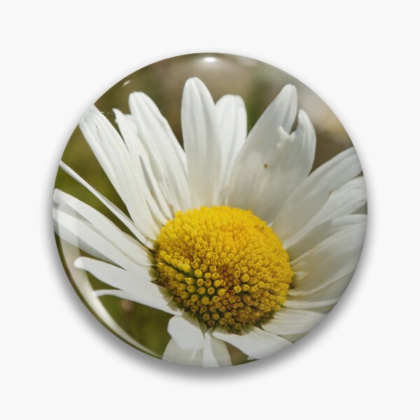 Item preview, Sunlight all over. Oxeye Daisy designed and sold by Jouko Lehto Photography.