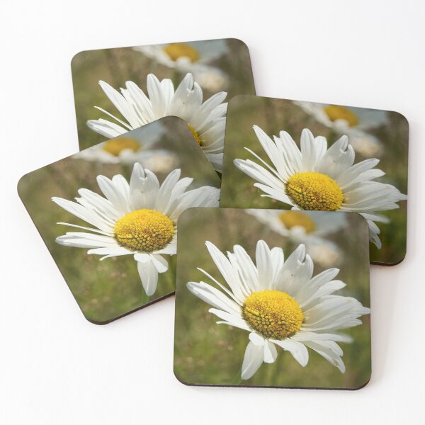 Item preview, Sunlight all over. Oxeye Daisy designed and sold by Jouko Lehto Photography.