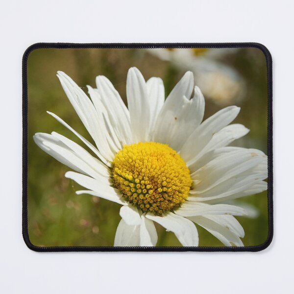 Item preview, Sunlight all over. Oxeye Daisy designed and sold by Jouko Lehto Photography.