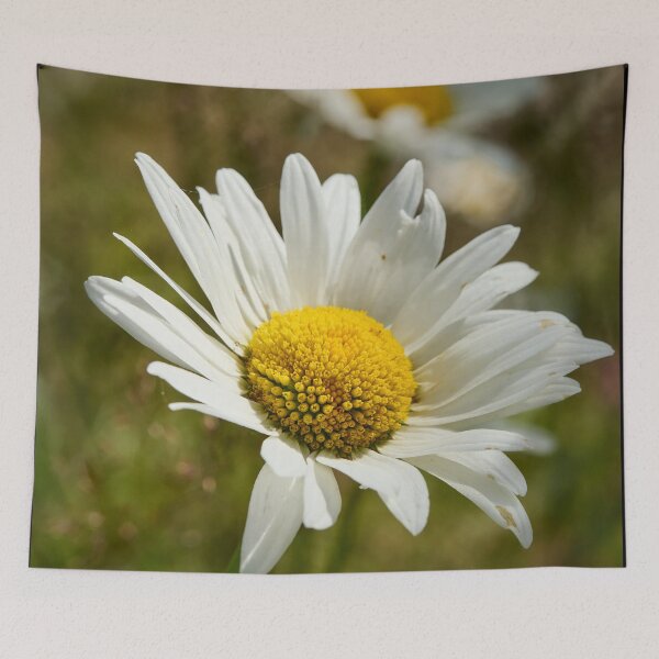 Item preview, Sunlight all over. Oxeye Daisy designed and sold by Jouko Lehto Photography.