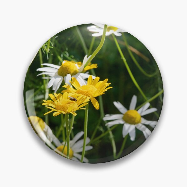 Item preview, Daisies and golden marguerites designed and sold by Jouko Lehto Photography.