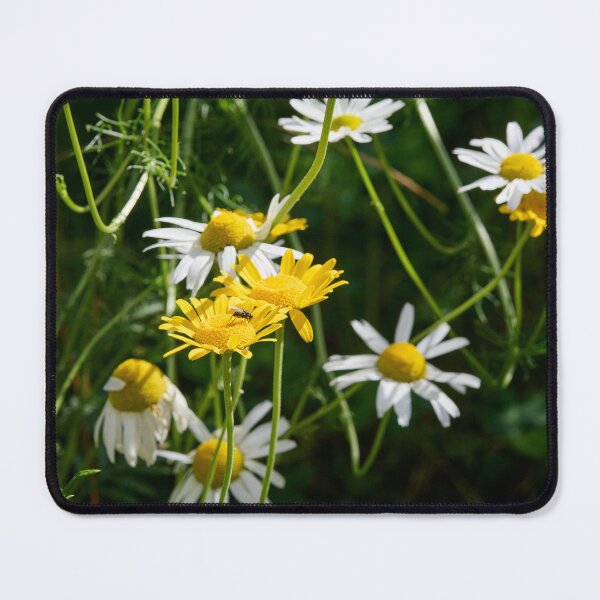 Item preview, Daisies and golden marguerites designed and sold by Jouko Lehto Photography.