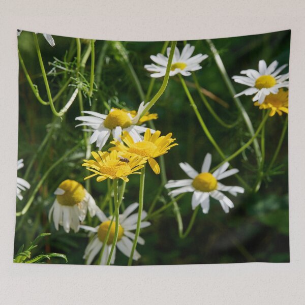 Item preview, Daisies and golden marguerites designed and sold by Jouko Lehto Photography.