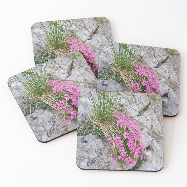 Item preview, Tatra Mountains Pink Moss Campion on Rocky Cliff designed and sold by GabeMountainArt.