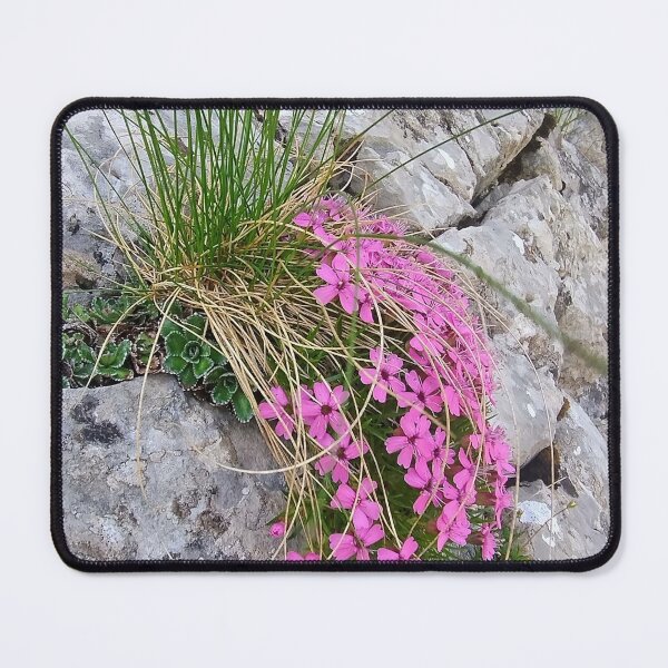 Item preview, Tatra Mountains Pink Moss Campion on Rocky Cliff designed and sold by GabeMountainArt.