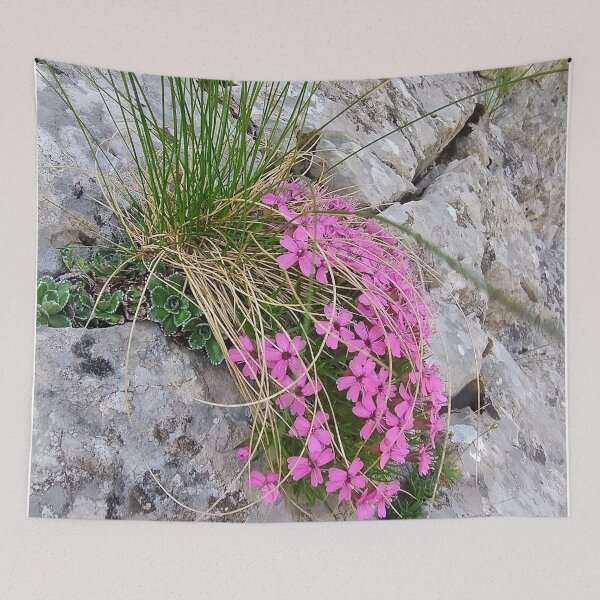 Item preview, Tatra Mountains Pink Moss Campion on Rocky Cliff designed and sold by GabeMountainArt.