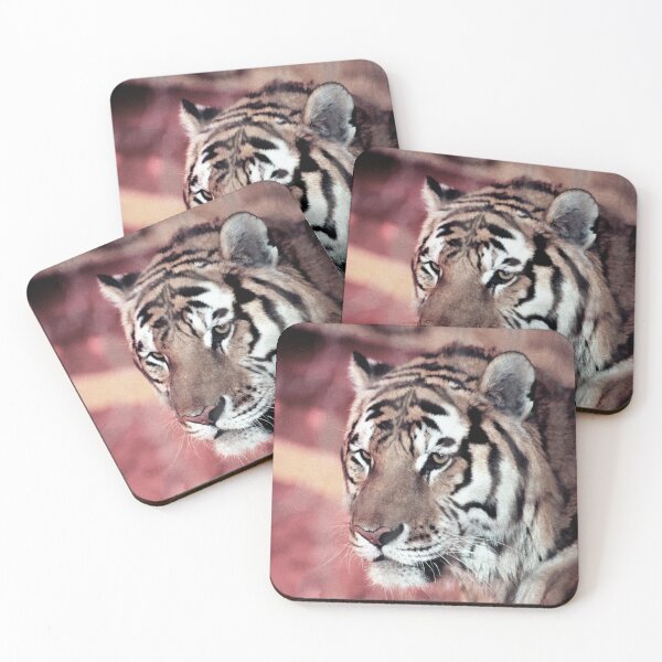 Item preview, vr 4064  : finition 2026  Tiger in a Cage ! - Tigre en Cage Photo by 3 Boites à Lumière Okaio - designed and sold by o.okaïo.