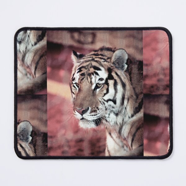 Item preview, vr 4064 : finition 2026 Tiger in a Cage ! - Tigre en Cage Photo by 3 Boites à Lumière Okaio - designed and sold by o.okaïo.