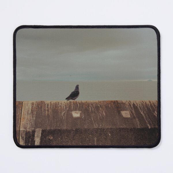 Item preview, pigeon portrait taken at saltcoats (scotland) (june 2026) designed and sold by photosbykel.