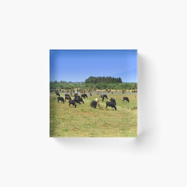 Item preview, The Camargue bull designed and sold by annalisa56.