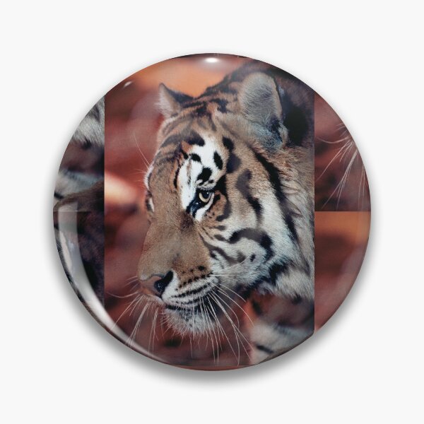 Item preview, vr 4063  : finition 2026  Tiger in a Cage ! - Tigre en Cage Photo by 3 Boites à Lumière Okaio - designed and sold by o.okaïo.
