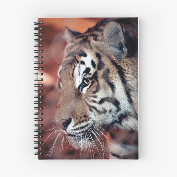 Item preview, vr 4063 : finition 2026 Tiger in a Cage ! - Tigre en Cage Photo by 3 Boites à Lumière Okaio - designed and sold by o.okaïo.