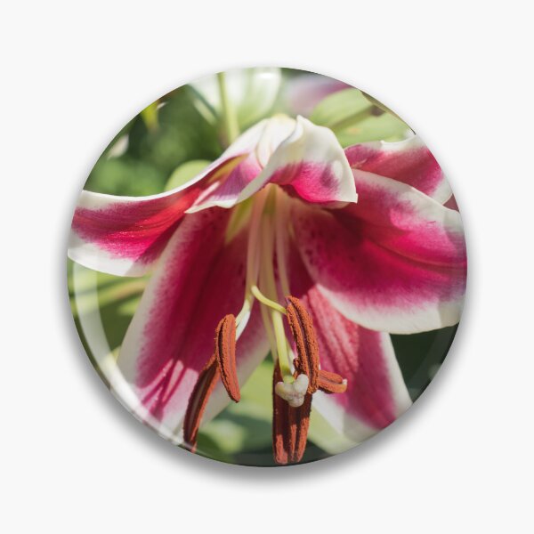 Item preview, Beautiful Asiatic Lily Blooms in a Sunny Garden designed and sold by Georgia Mizuleva.