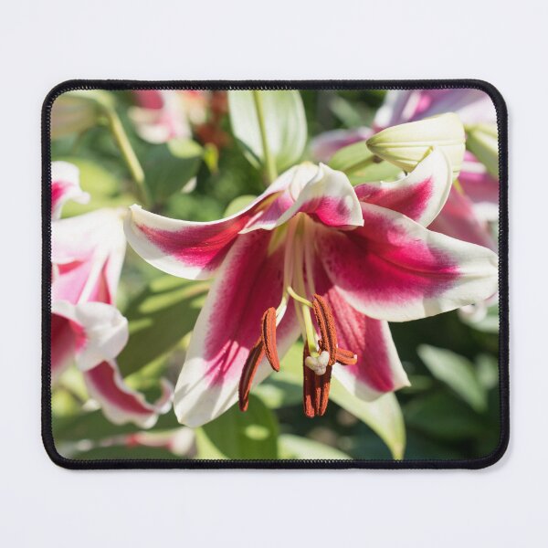 Item preview, Beautiful Asiatic Lily Blooms in a Sunny Garden designed and sold by Georgia Mizuleva.