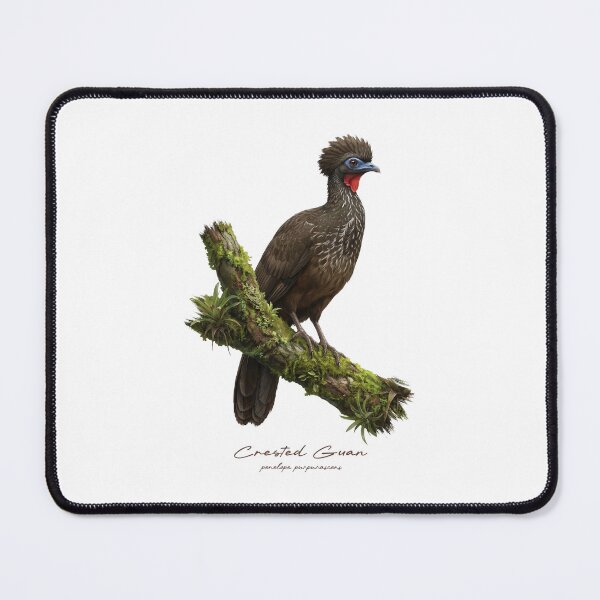 Item preview, Crested Guan on Mossy Branch Bird Illustration designed and sold by Takeda-art.