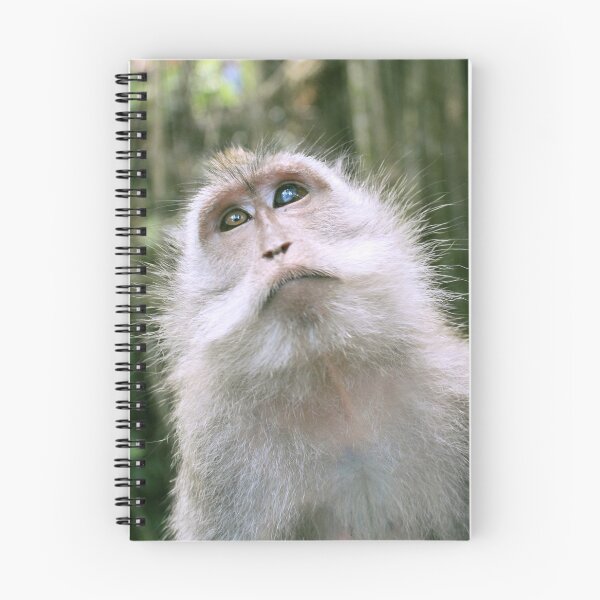 Item preview, Brooding Balinese Long Tailed Monkey designed and sold by briana-rose.