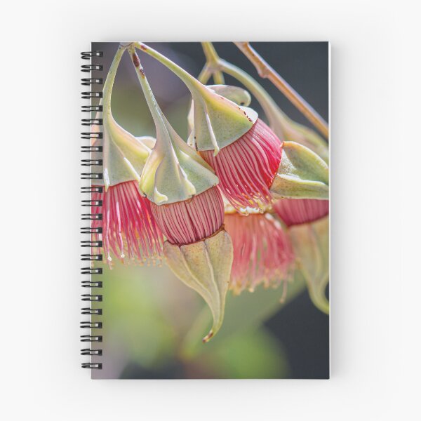 Item preview, Wing-Fruited Mallee Eucalyptus alatissima Macro – Fine Art Photography Print designed and sold by MinzMarchStudio.