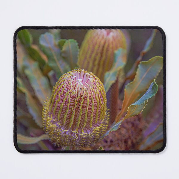 Item preview, Firewood Banksia menziesii 2 – Fine Art Photography Print designed and sold by MinzMarchStudio.