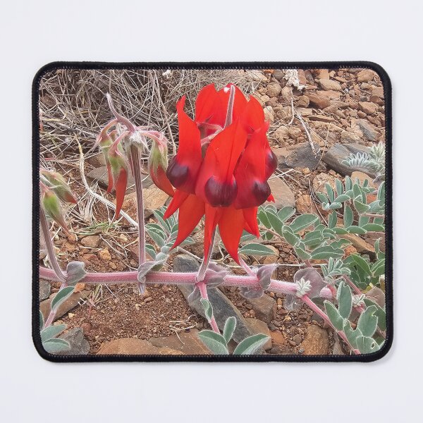 Item preview, Pilbara Desert Peas  designed and sold by cassinki.