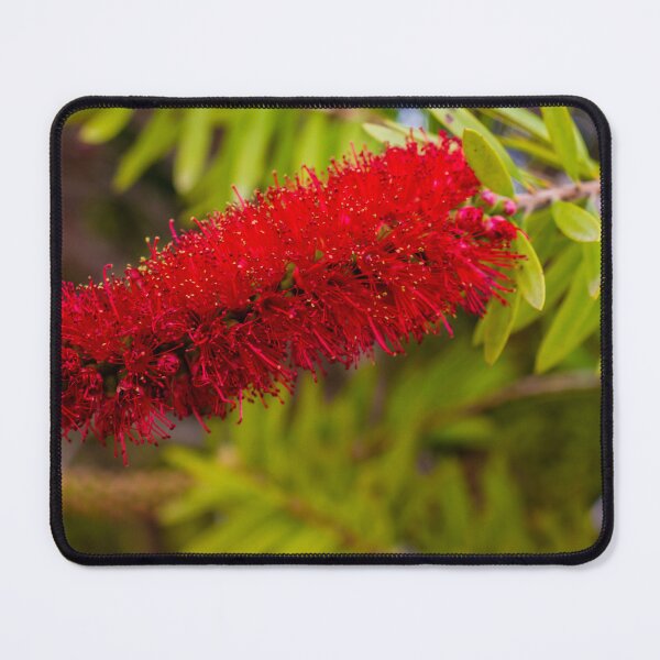 Item preview, Red Bottlebrush Flower Closeup On Green Leaves Vibrant Callistemon Bloom In Garden designed and sold by Nmallia.