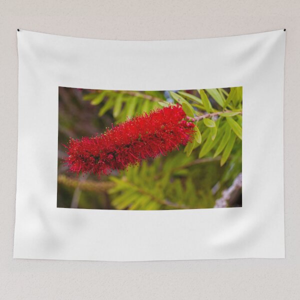 Item preview, Red Bottlebrush Flower Closeup On Green Leaves Vibrant Callistemon Bloom In Garden designed and sold by Nmallia.
