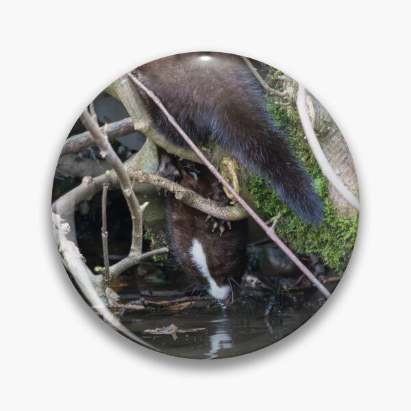 Item preview, American Mink (Neogale vison) drinking water designed and sold by Stephen Jarman.
