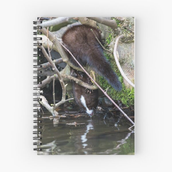 Item preview, American Mink (Neogale vison) drinking water designed and sold by Stephen Jarman.