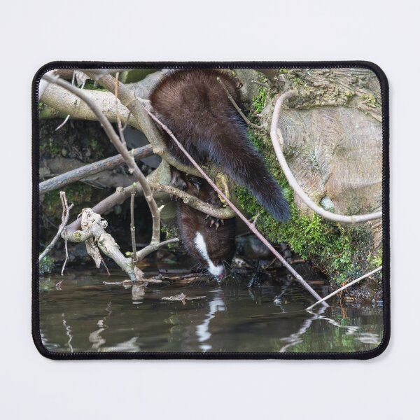 Item preview, American Mink (Neogale vison) drinking water designed and sold by Stephen Jarman.