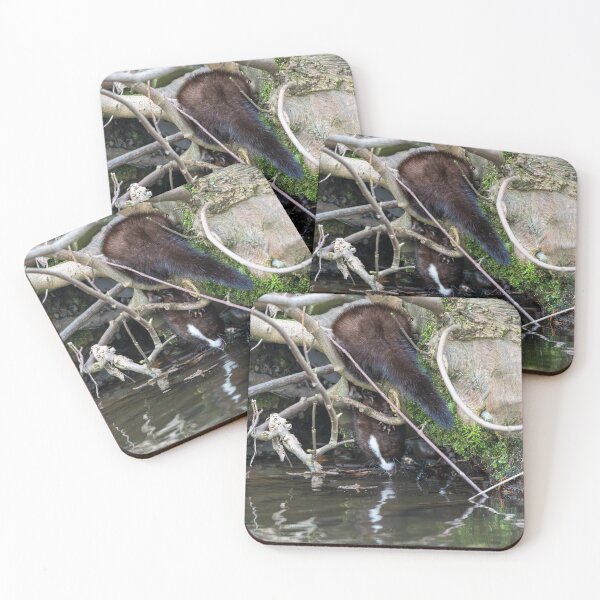 Item preview, American Mink (Neogale vison) drinking water designed and sold by Stephen Jarman.