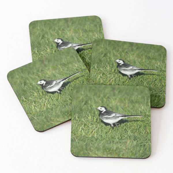 Item preview, Pied Wagtail (Motacilla alba yarrellii) designed and sold by Stephen Jarman.