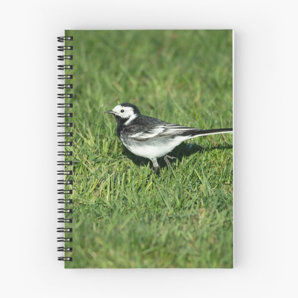 Item preview, Pied Wagtail (Motacilla alba yarrellii) designed and sold by Stephen Jarman.