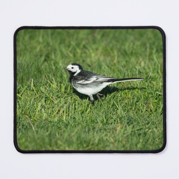 Item preview, Pied Wagtail (Motacilla alba yarrellii) designed and sold by Stephen Jarman.