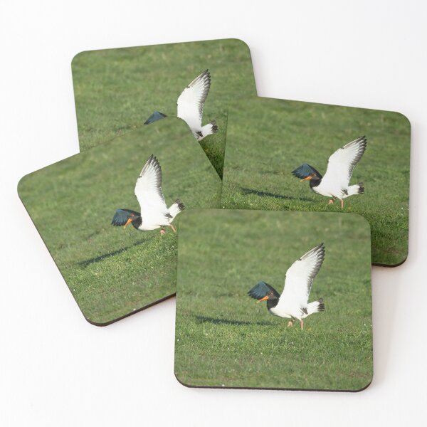 Item preview, Eurasian Oystercatcher (Haematopus ostralegus) designed and sold by Stephen Jarman.