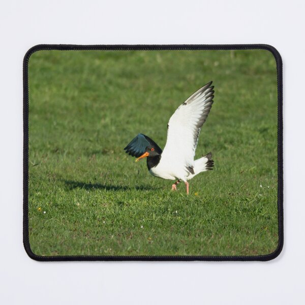 Item preview, Eurasian Oystercatcher (Haematopus ostralegus) designed and sold by Stephen Jarman.
