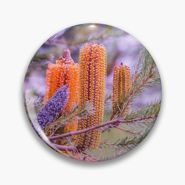 Item preview, Candle Lantern Heath-Leaved Orange Banksia ericifolia – Fine Art Photography Print designed and sold by MinzMarchStudio.