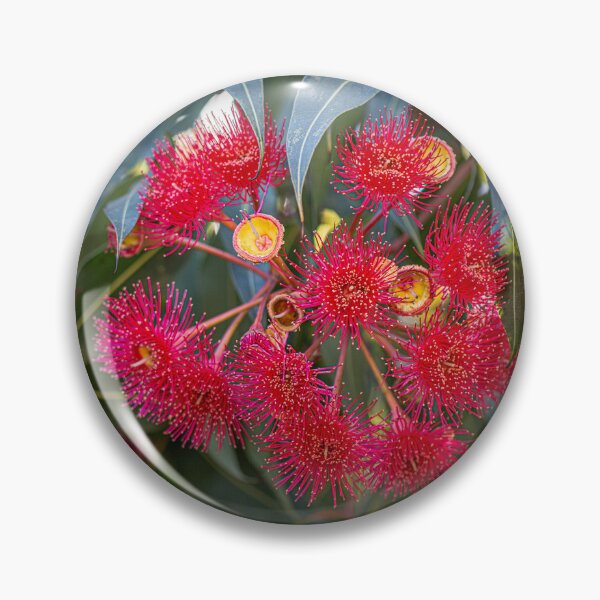 Item preview, Red-Flowering Gum Corymbia ficifolia Blossom Macro – Fine Art Photography Print designed and sold by MinzMarchStudio.