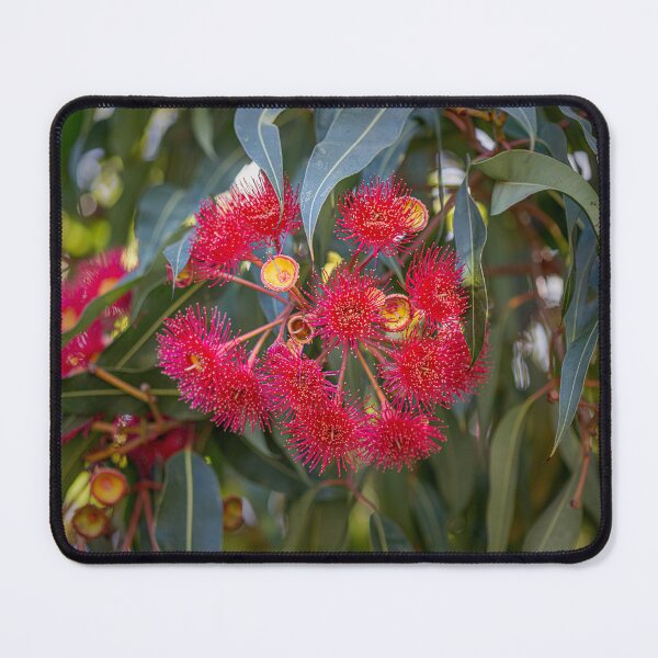 Item preview, Red-Flowering Gum Corymbia ficifolia Blossom Macro – Fine Art Photography Print designed and sold by MinzMarchStudio.