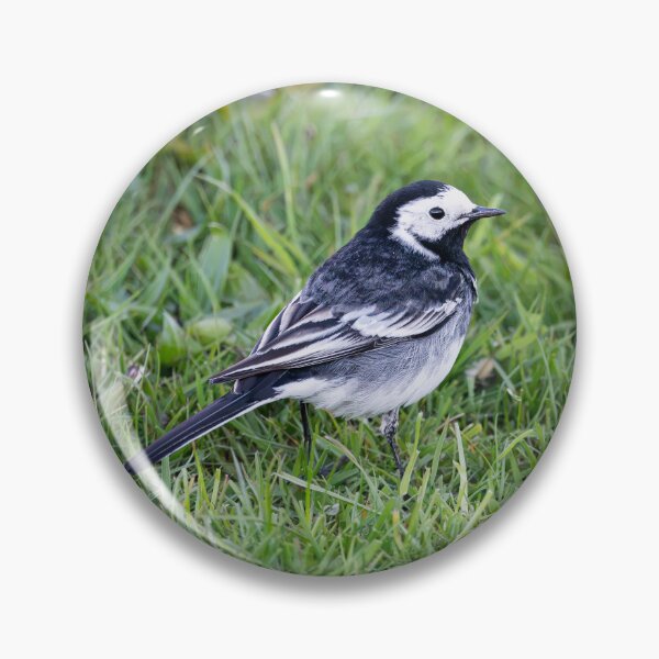 Item preview, Pied Wagtail (Motacilla alba yarrellii) designed and sold by Stephen Jarman.