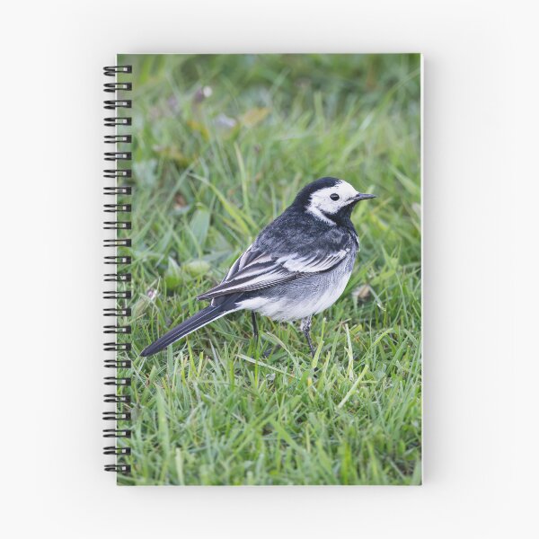 Item preview, Pied Wagtail (Motacilla alba yarrellii) designed and sold by Stephen Jarman.