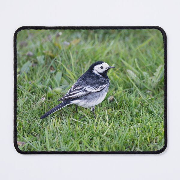 Item preview, Pied Wagtail (Motacilla alba yarrellii) designed and sold by Stephen Jarman.